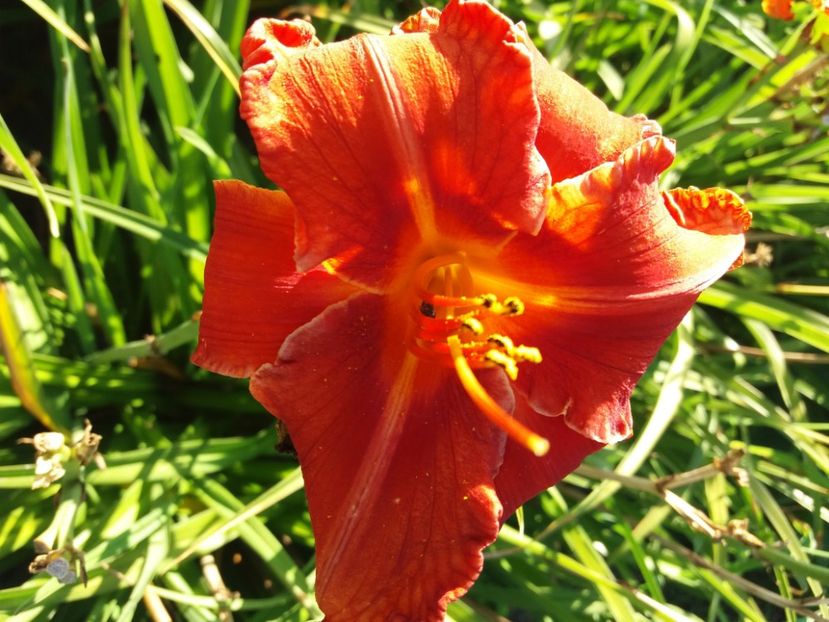  - Hemerocalisii infloriti in 2020