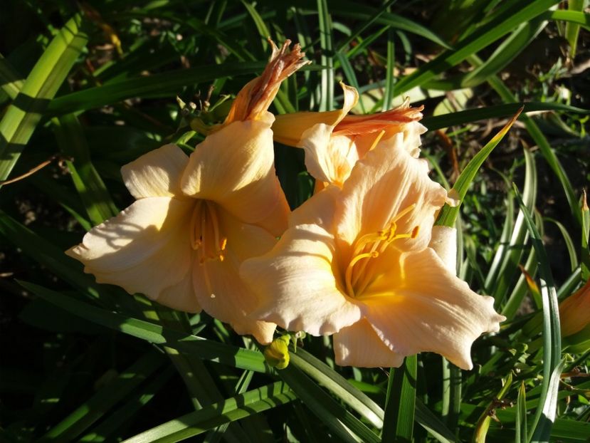  - Hemerocalisii infloriti in 2020