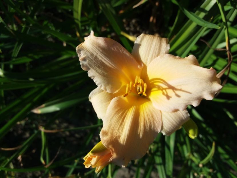  - Hemerocalisii infloriti in 2020