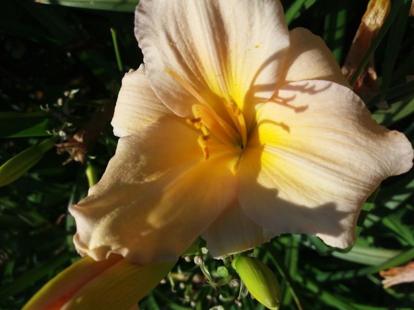  - Hemerocalisii infloriti in 2020