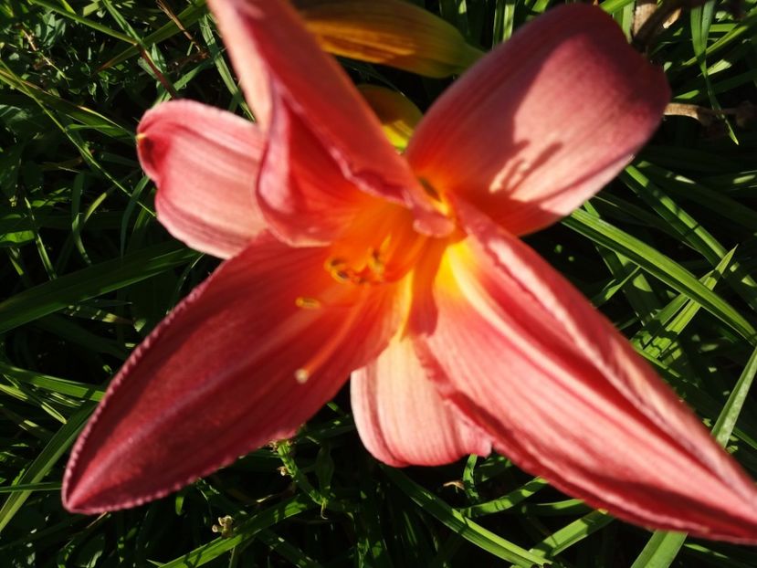  - Hemerocalisii infloriti in 2020