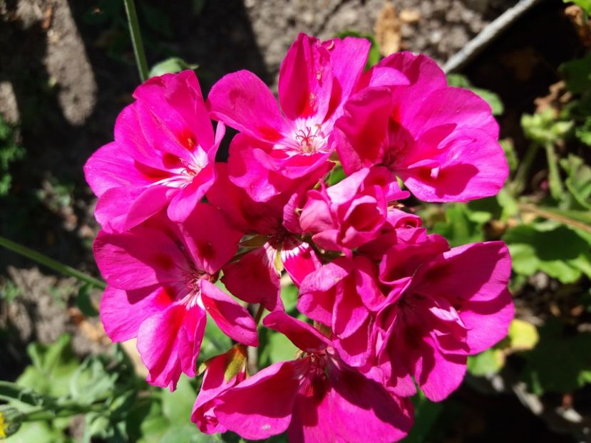  - Hemerocalisii infloriti in 2020