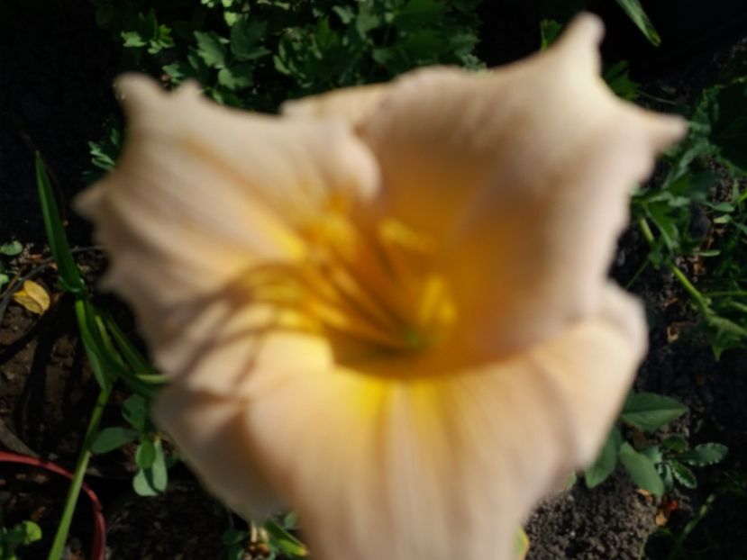  - Hemerocalisii infloriti in 2020