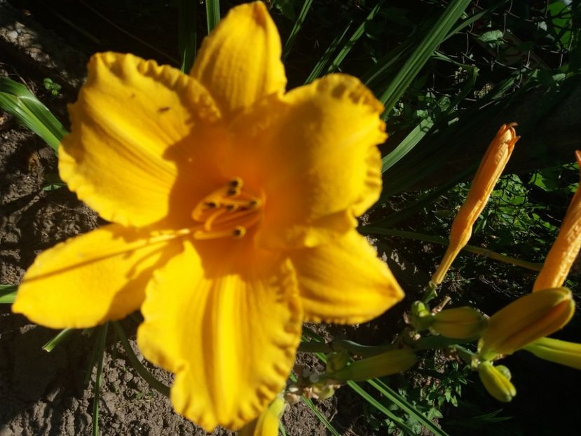  - Hemerocalisii infloriti in 2020