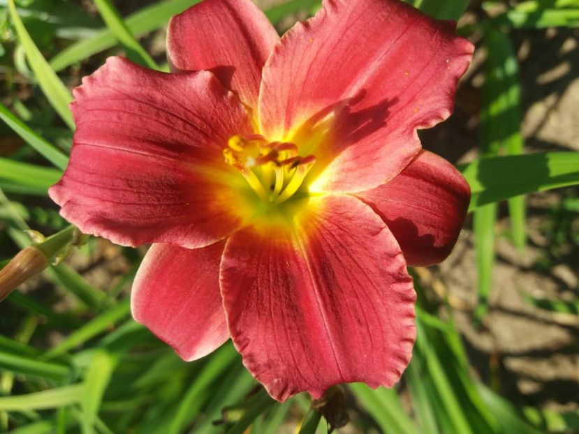  - Hemerocalisii infloriti in 2020