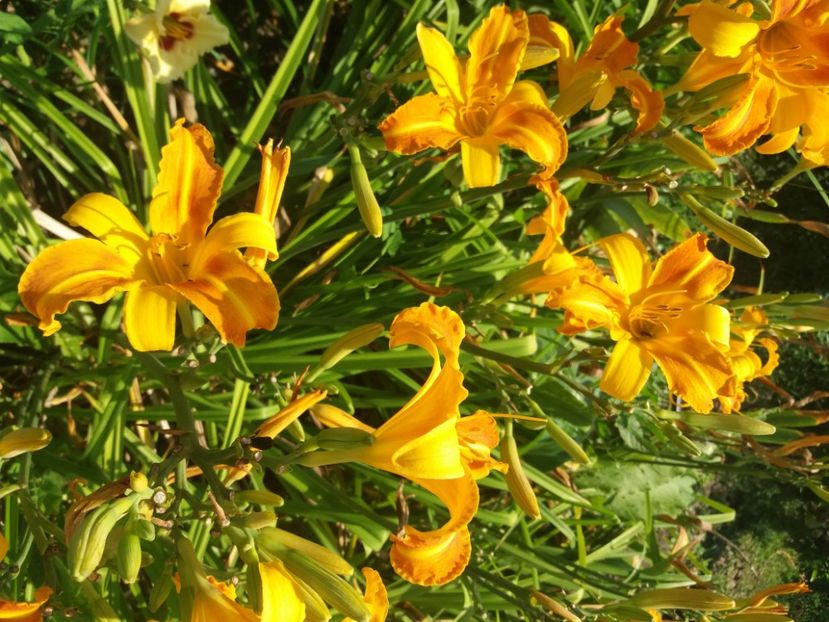  - Hemerocalisii infloriti in 2020