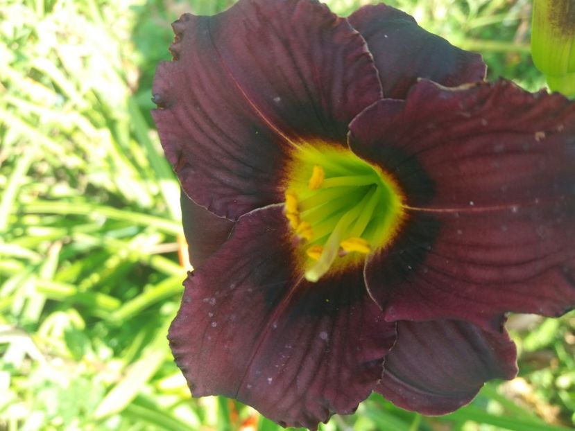  - Hemerocalisii infloriti in 2020