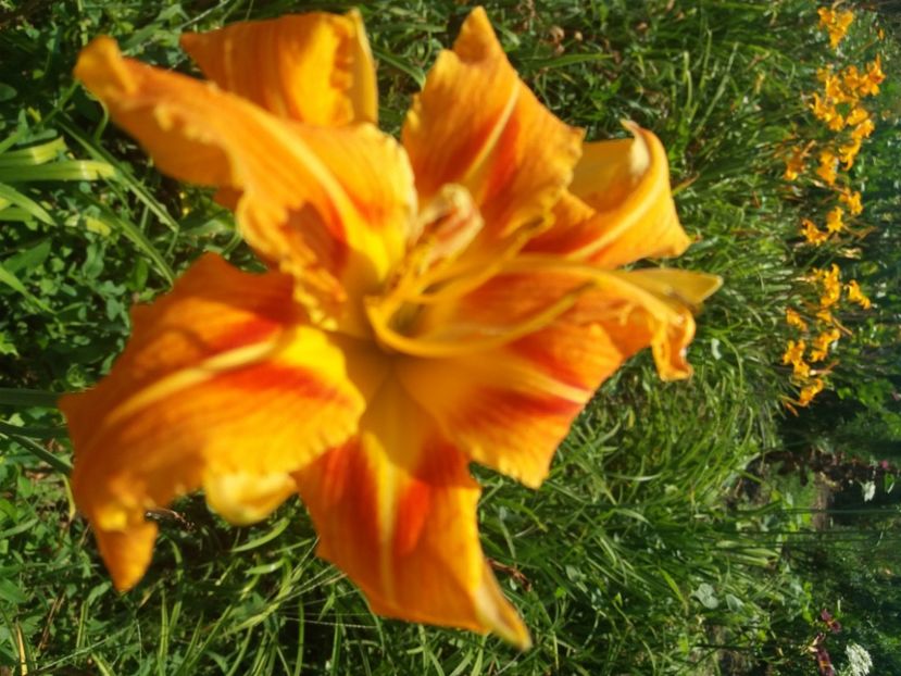  - Hemerocalisii infloriti in 2020