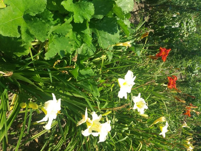  - Hemerocalisii infloriti in 2020