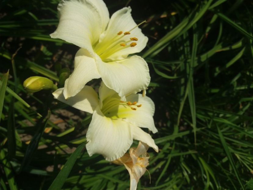  - Hemerocalisii infloriti in 2020