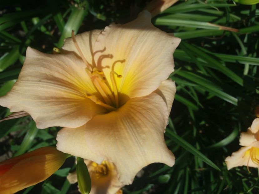  - Hemerocalisii infloriti in 2020