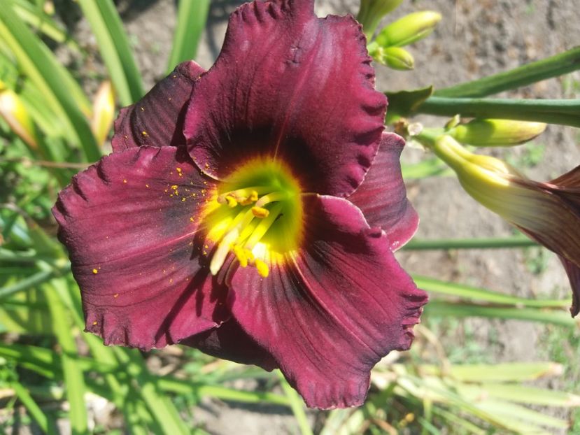  - Hemerocalisii infloriti in 2020