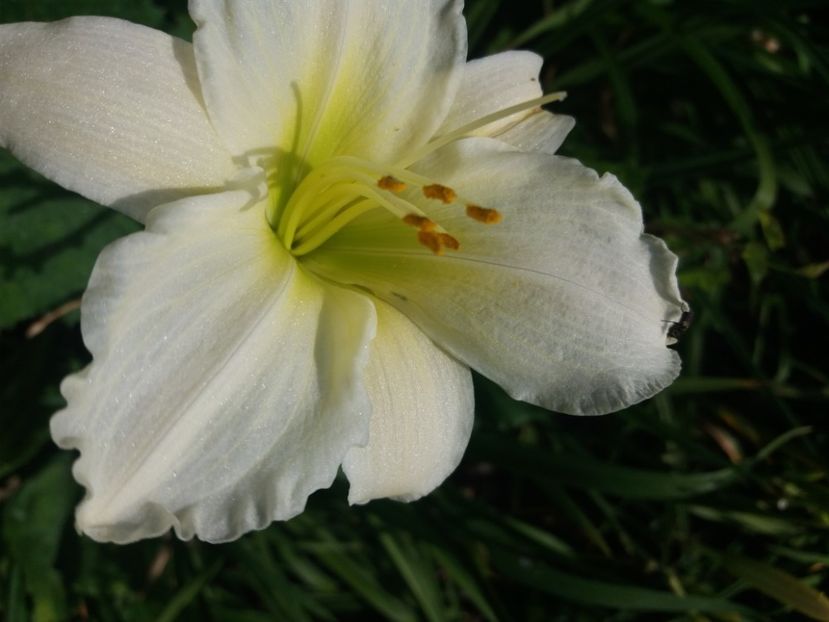  - Hemerocalisii infloriti in 2020