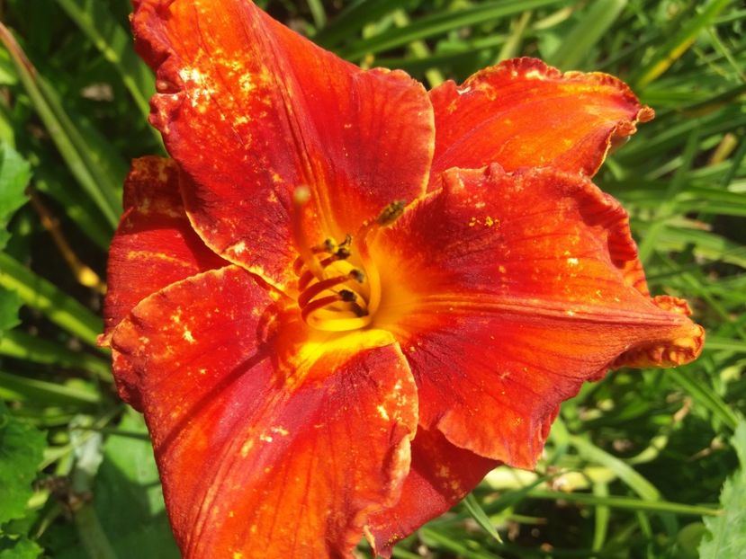  - Hemerocalisii infloriti in 2020