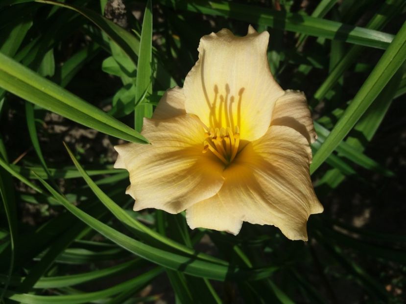  - Hemerocalisii infloriti in 2020