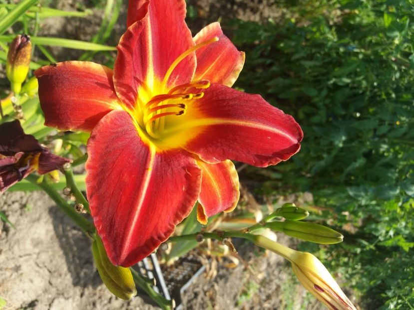  - Hemerocalisii infloriti in 2020