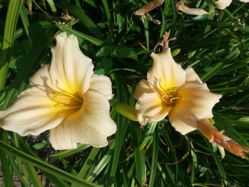  - Hemerocalisii infloriti in 2020