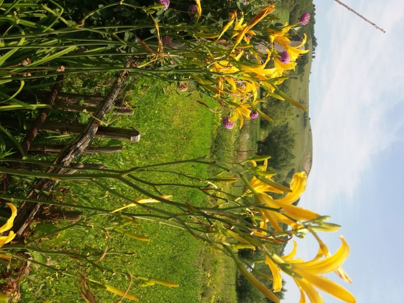  - Hemerocalisii infloriti in 2020