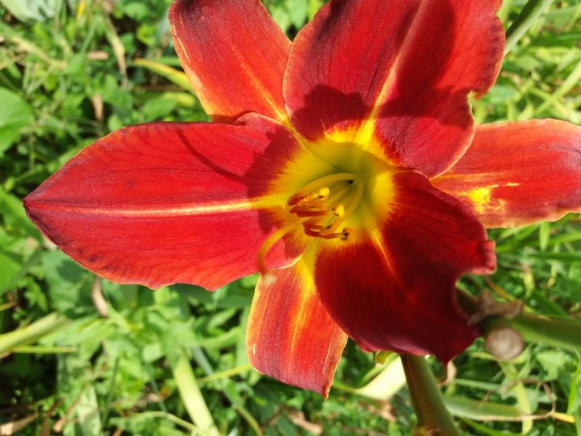  - Hemerocalisii infloriti in 2020