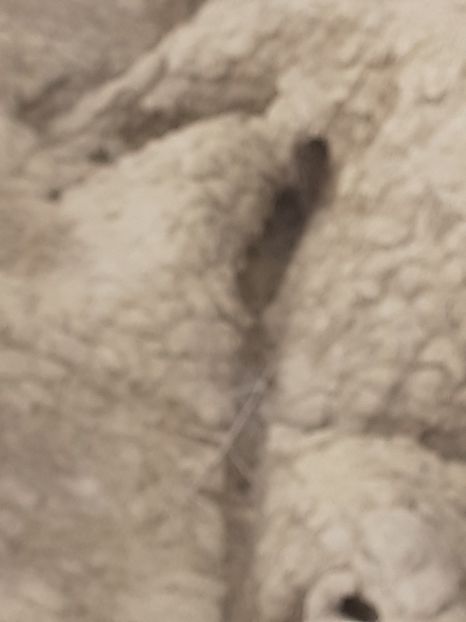  - Vulcani Norocoși concediu 2020