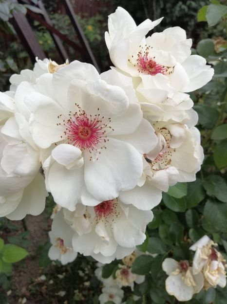  - Harkness Jacqueline du pre