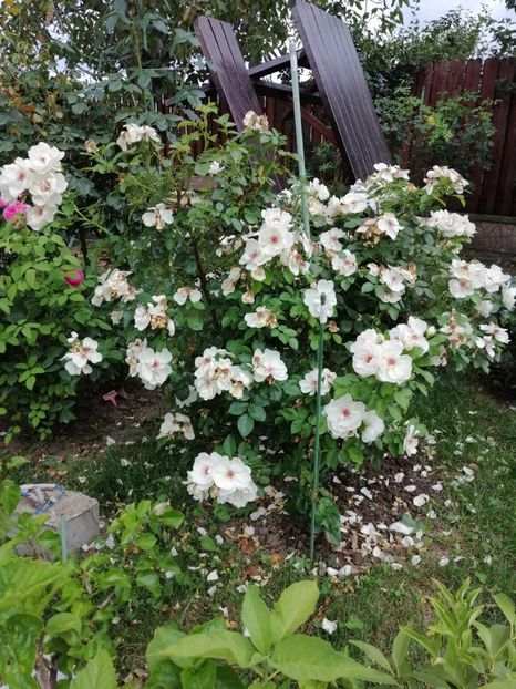  - Harkness Jacqueline du pre