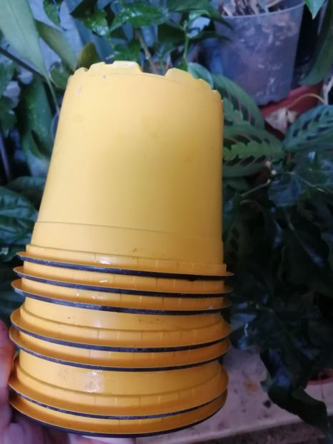  - De vinzare orhidei