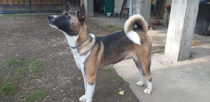  - Akita american