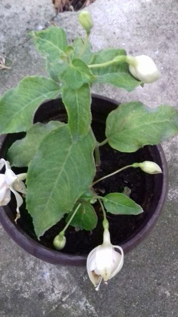  - Din spectacolul grădinii!