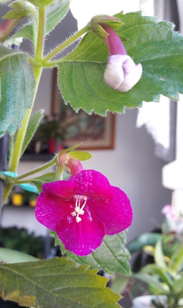  - RFs Mexican velvet burgundy