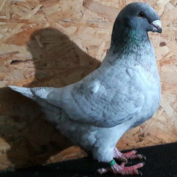  - 3---AGH DAȚI 2019 - 2025