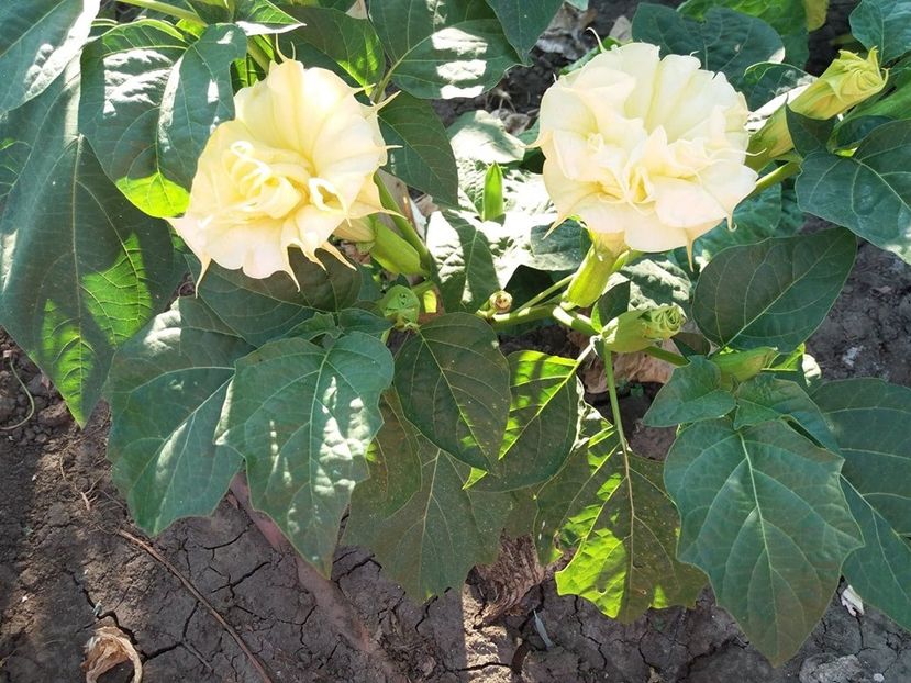  - Brugmasia si datura