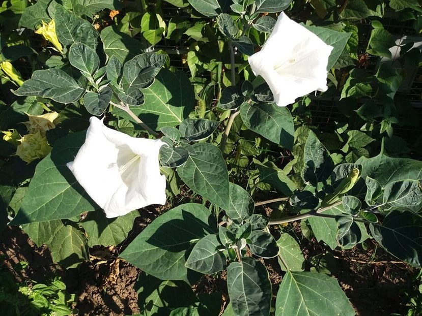  - Brugmasia si datura