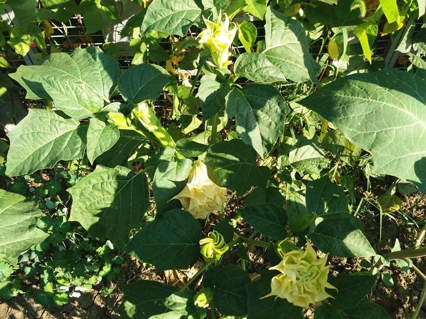  - Brugmasia si datura