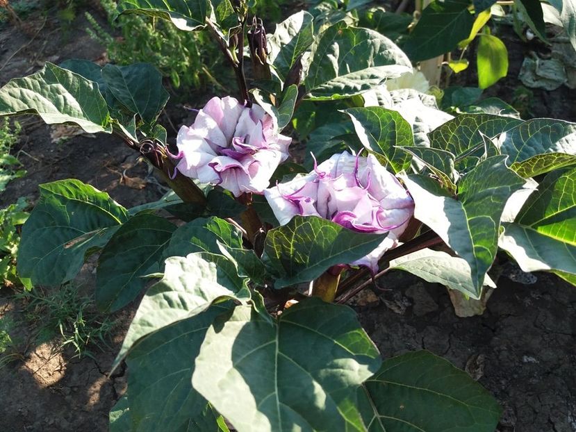  - Brugmasia si datura
