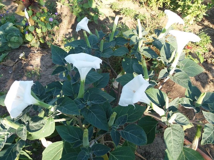  - Brugmasia si datura