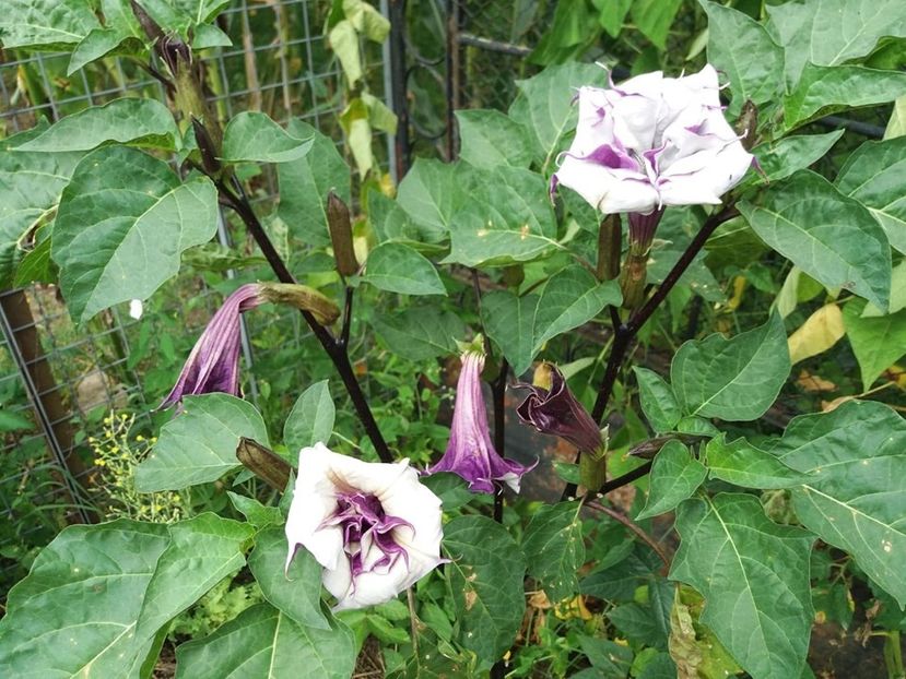  - Brugmasia si datura