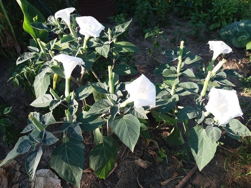  - Brugmasia si datura