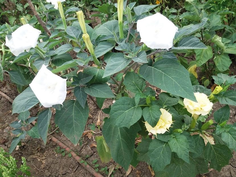  - Brugmasia si datura