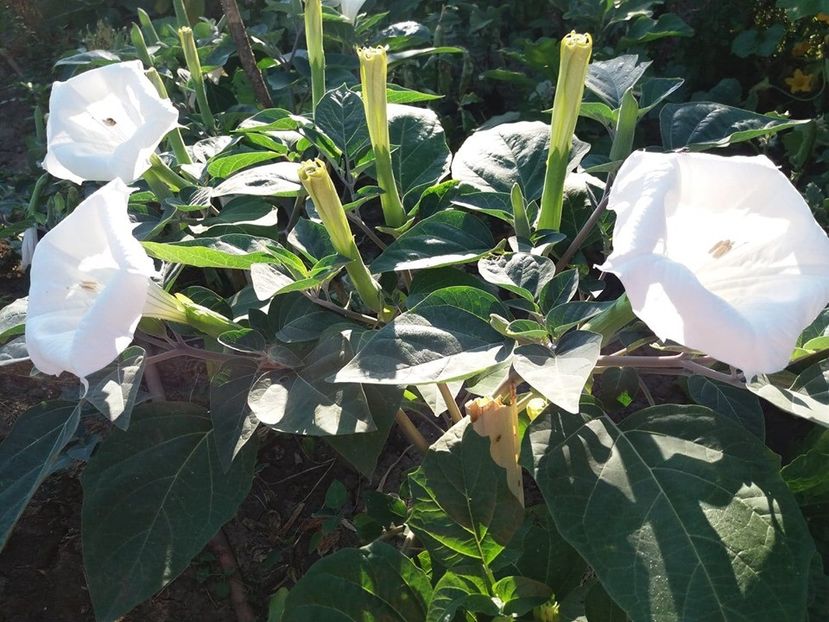117607682_733553857437821_3107905206328228253_n (1) - Brugmasia si datura