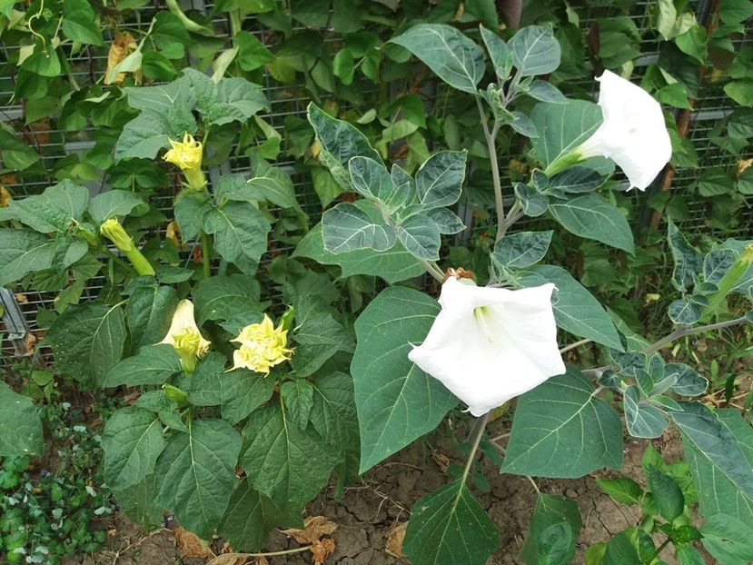  - Brugmasia si datura