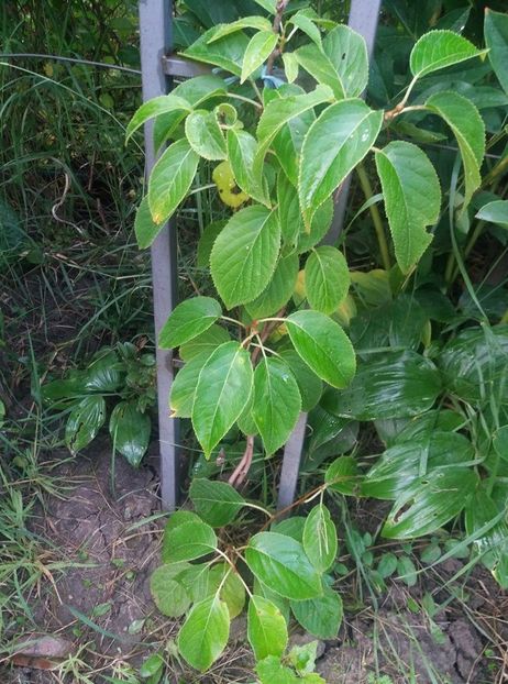 kiwi - curtea in vara 2020