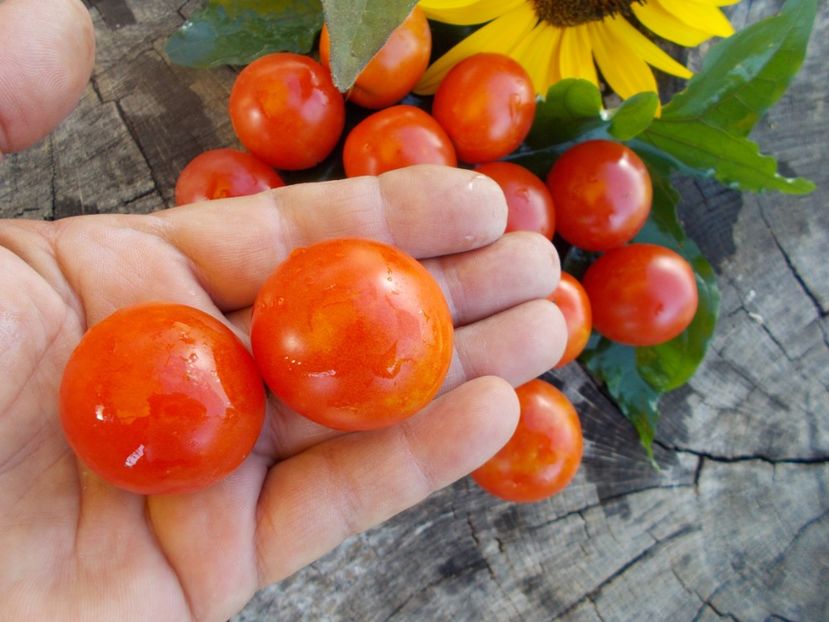  - SEMINTE ROSII - T 615 TUMBLING TOM RED - curgatoare de ghiveci