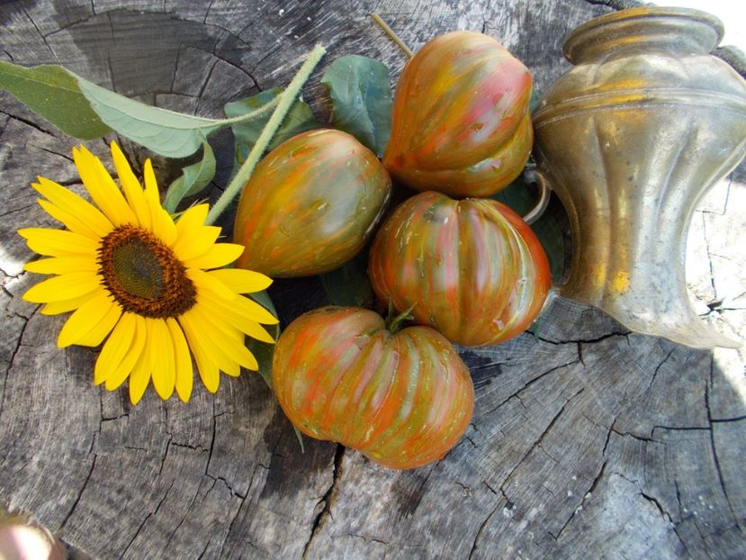  - SEMINTE ROSII - T 579 BERKELEY TIE DYE HEART