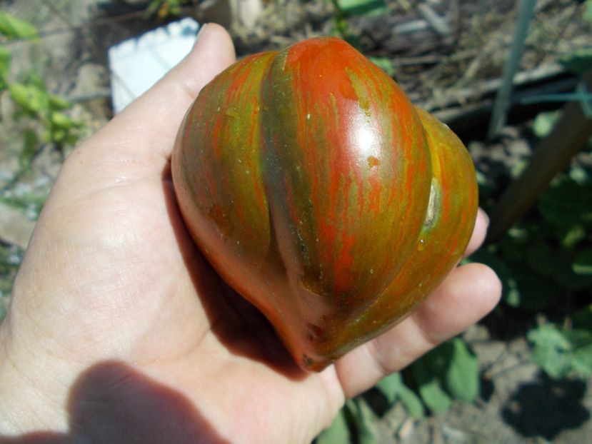  - SEMINTE ROSII - T 579 BERKELEY TIE DYE HEART