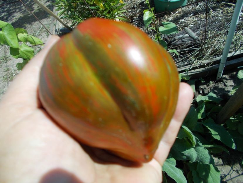  - SEMINTE ROSII - T 579 BERKELEY TIE DYE HEART