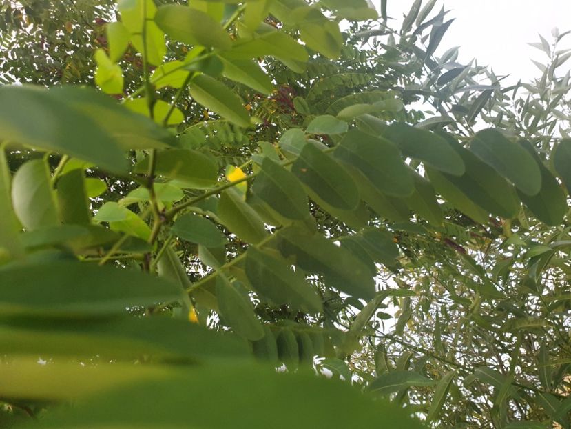  - - O - Fotografii x