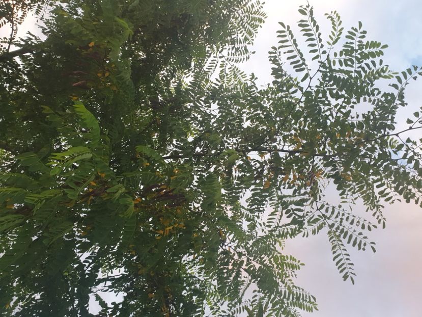  - - O - Fotografii x