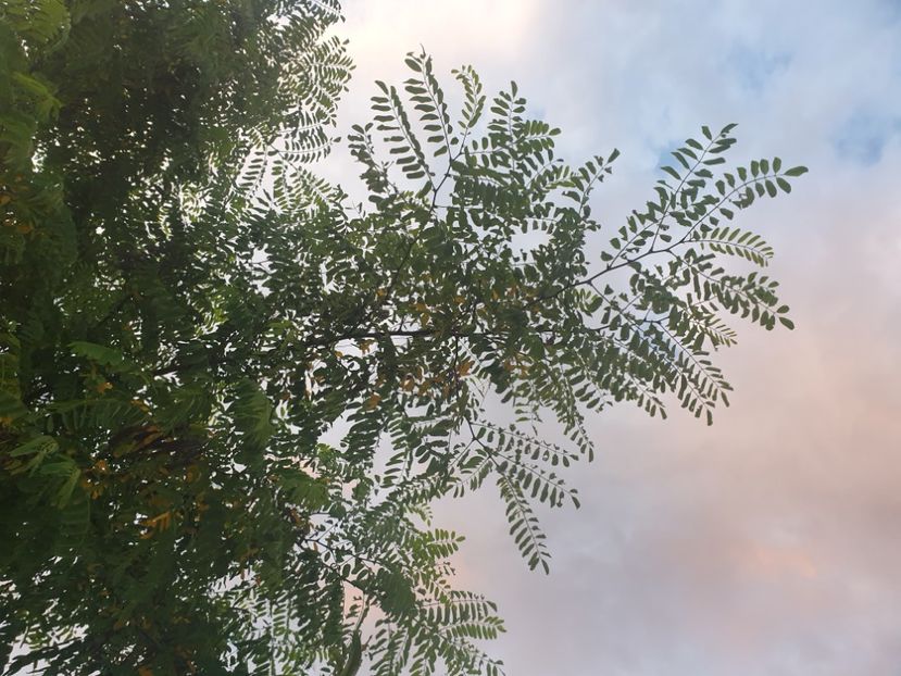  - - O - Fotografii x