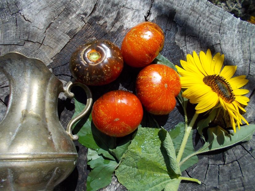  - SEMINTE ROSII - T 586 BLUE FIRE